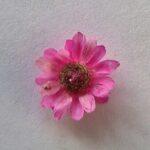 Fuschia