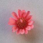 Licht Roze