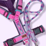 Roze Met Paars